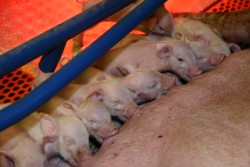 Ferkel saugend