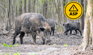 Im sächsischen Landkreis Bautzen wurde ein neuer Fall der ASP bei einem Wildschwein bestätigt ©Canva