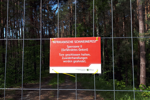In Sachsen konnte die Sperrzone II im Kampf gegen die ASP in weiten Teilen aufgehoben werden©SMS