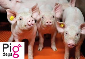 Auch bei der zweiten Auflage der Pigdays erwarten die Teilnehmenden wieder interessante Beiträge und spannende Diskussionen rund um die Schweinehaltung. ©AGRAVIS Raiffeisen AG