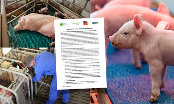 Header Sonderprogramm Sauenhaltung