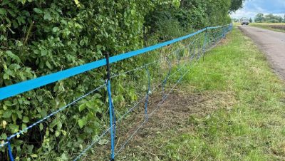 Zur Abgrenzung der Kernzone hat der Landkreis Groß-Gerau mit dem Bau von Elektrozäunen begonnen ©HMLU