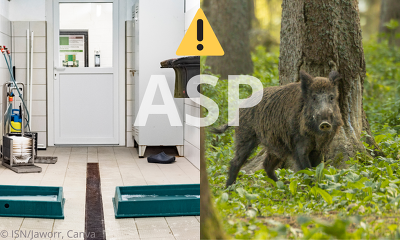 Vor dem Hintergrund des aktuellen ASP-Geschehens rufen die Länder zu besonderer Vorsicht und zur Einhaltung der Biosicherheitsmaßnahmen auf ©Canva