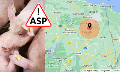 Um den betroffenden Betrieb bei Pasewalk wurde eine Überwachungszone mit einem Radius von 10 km eingerichtet (© Google Maps, ISN/Jaworr, Canva)