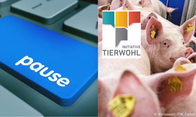 Schweinemastbetriebe, die die neuen ITW-Kriterien für die Buchtenstrukturierung noch nicht pünktlich umsetzen können, haben die Möglichkeit ihre Teilnahme im ersten Halbjahr 2025 auszusetzen (Bild © ISN/Jaworr, ITW, Canva)