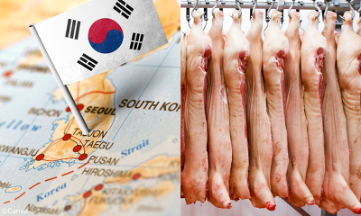 Der Export von deutschem Schweinefleisch nach Südkorea ist wieder möglich ©Canva