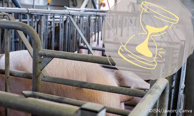 Für einen Großteil der Sauenhalter läuft am 09.02.2026 die nächste Frist ab, denn bis dahin muss der Bauantrag für den Um- bzw. Neubau des Deckzentrums gestellt werden ©ISN/Jaworr, Canva