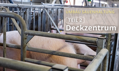 Inforeihe zum Umbau der Sauenhaltung im www.schweine.net - Teil 2: Deckzentrum