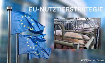 Morgen soll die neue EU-Nutztierstrategie vorgestellt werden ©ISN/Jaworr, Canva