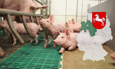 Ab 2027 können Schweinehalter in Niedersachsen wieder am Agrarinvestitionsförderprogramm teilnehmen - die Mittel sollen aufgestockt werden ©BRAUERS.com, Canva