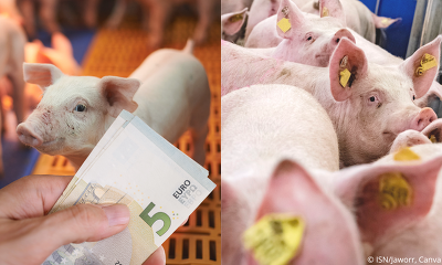Mit der Einführung des ITW-Marktmodells wird die VEZG zukünftig gesonderte Preisempfehlungen für Tierwohlzuschläge für Ferkel und Mastschweine veröffentlichen