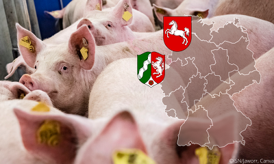 Während sich die Tierbestände in Niedersachsen und Nordrhein Westfalen weitgehend stabil entwickeln, setzt sich der Rückgang der schweinehaltenden Betriebe deutlich fort ©ISN/Jaworr, Canva