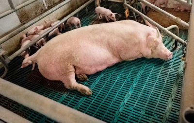 Ausführungshinweise sind nicht rechtsverbindlich, dienen aber u.a. als Handlungsempfehlungen für die (Veterinär)verwaltungen ©ISN/Jaworr