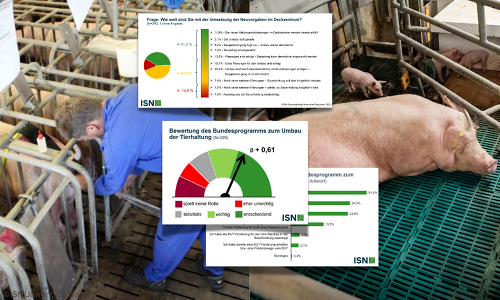 244 Ferkelerzeuger haben im November und Dezember 2025 an einer Spezialabfrage der ISN zur Sauenhaltung teilgenommen ©ISN/Jaworr, Canva
